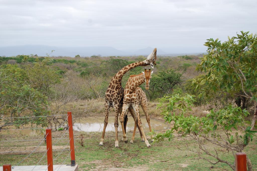 Cheetah Paw Eco Lodge Guernsey Nature Reserve Экстерьер фото
